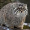 Manul_thumb